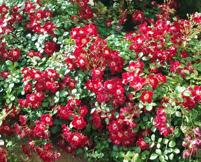 RED MEIDILAND ® ROUGE MEILLANDECOR ®
